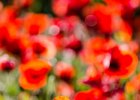 2016-05 DSC 2570 Coquelicots-Ok : 003 NATURE, Coquelicot, Fleur, coquelicots, fleur, fleurs, flower, flowers, pavot poppy, poppies, poppy